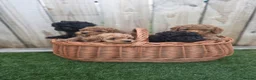 Cockapoo dogs for sale: GORGEOUS AMERICAN COCKAPOO PUPPIES FOR SALE 🐾 - Advert 1