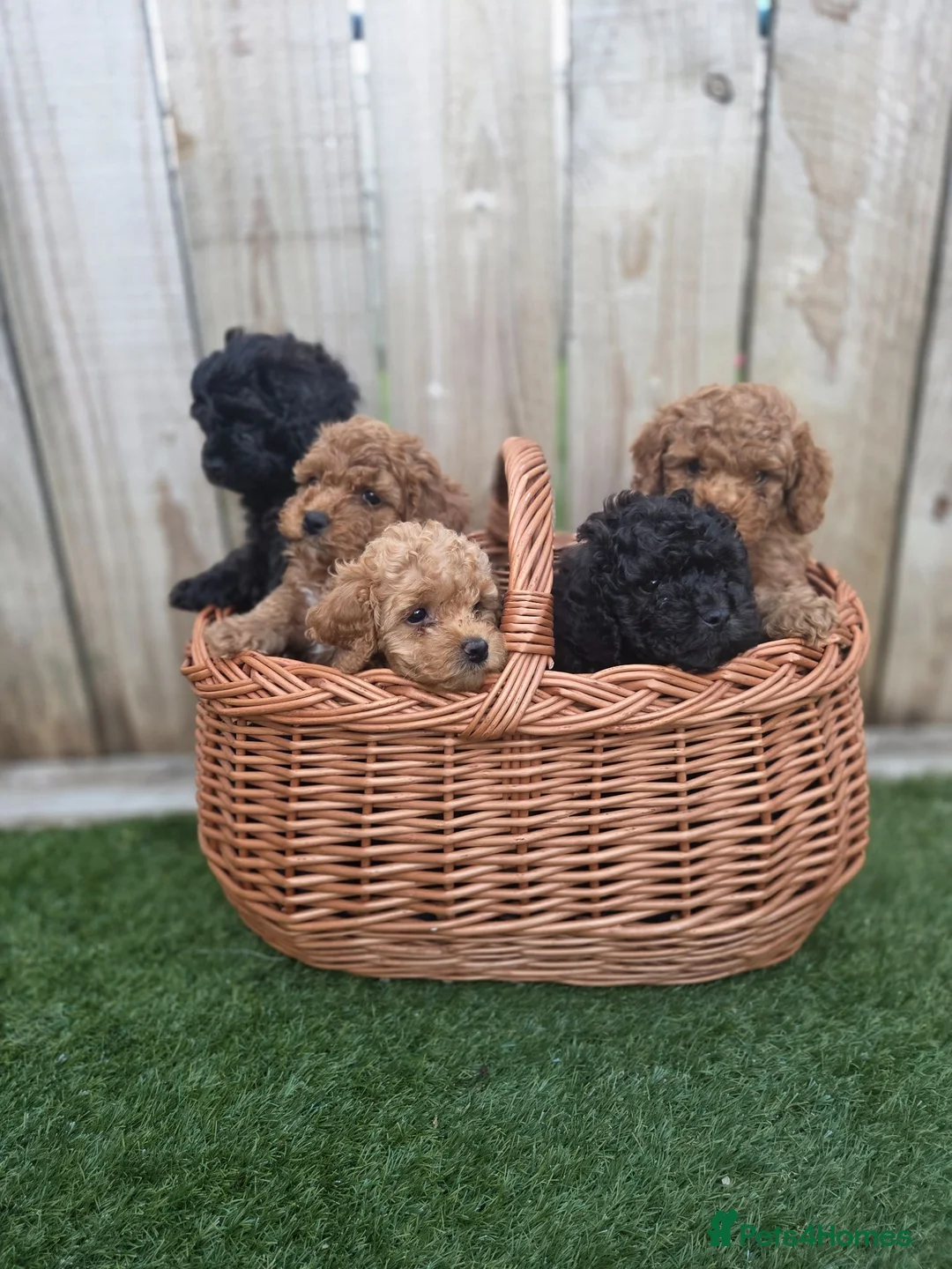 Cockapoo dogs for sale: GORGEOUS AMERICAN COCKAPOO PUPPIES FOR SALE 🐾 - Advert 1