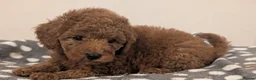 Cavapoo dogs for sale: Premium F1B Cavapoos (Puppy Culture/ENS) - Advert 24