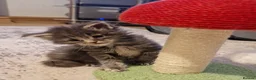 Maine Coon cats for sale: ORPHANED Maine Coon BABY GIRL Bluebell - Advert 2