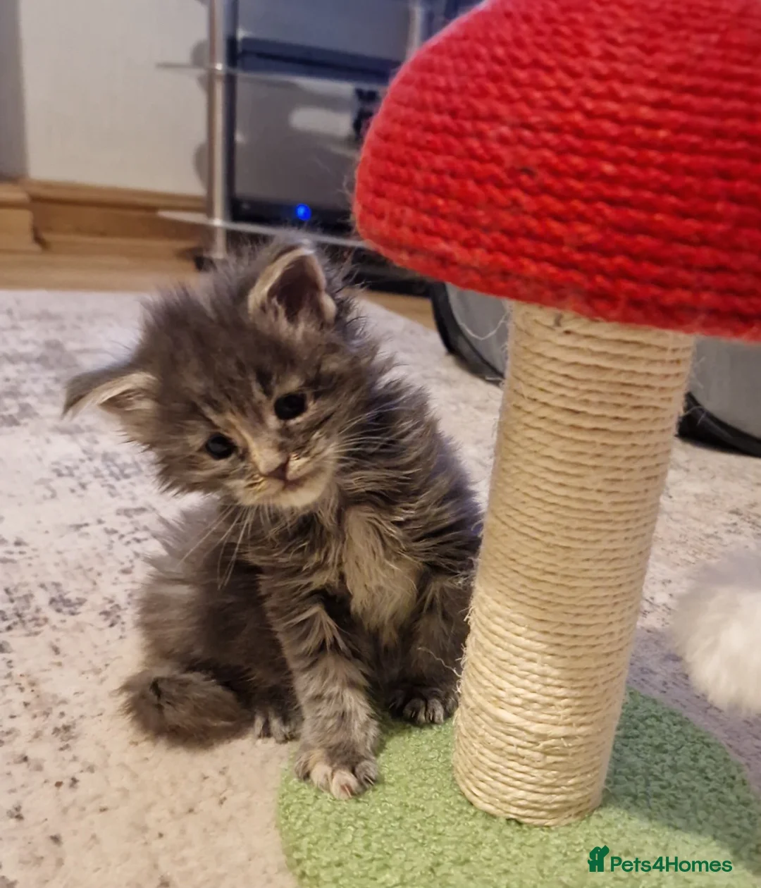 Maine Coon cats for sale: ORPHANED Maine Coon BABY GIRL Bluebell - Advert 2