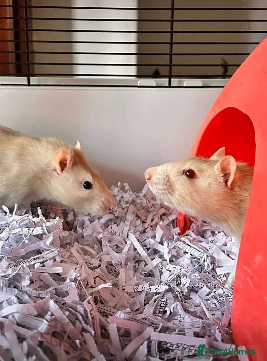Rat rodents for sale: Two bonded male rats and cage  in Sheffield - Advert 1