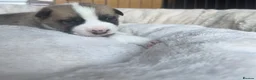 Mixed Breed dogs for sale: Siberian Husky x AmStaff Terrier Puppies - Advert 20