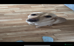 Labrador Retriever dogs for sale: Labrador  - Image 3