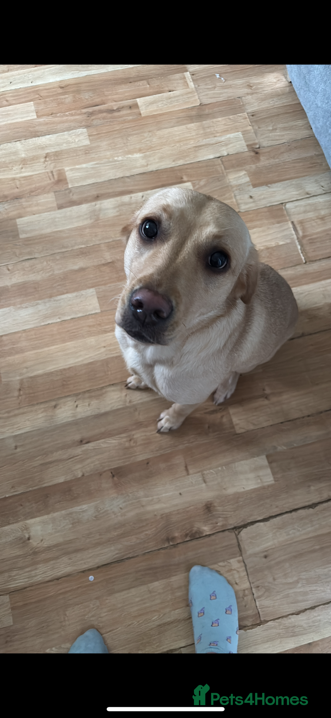 Labrador Retriever dogs for sale: Labrador  - Image 3