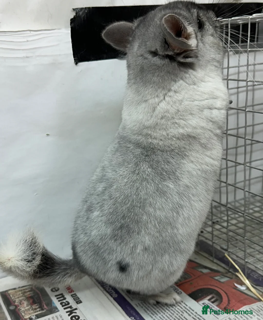 Chinchilla rodents for sale: Whitey, beautiful Wilson White boy.  Beauty spot! - Advert 2