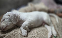 Cocker Spaniel dogs for sale: Rare colour puppies 🐶  - Image 10