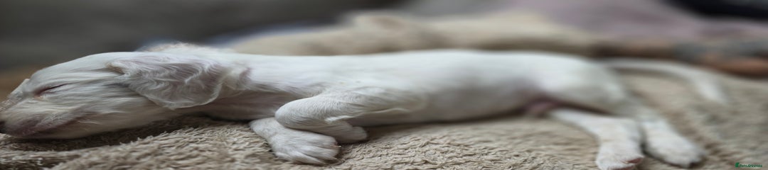 Cocker Spaniel Puppy 1