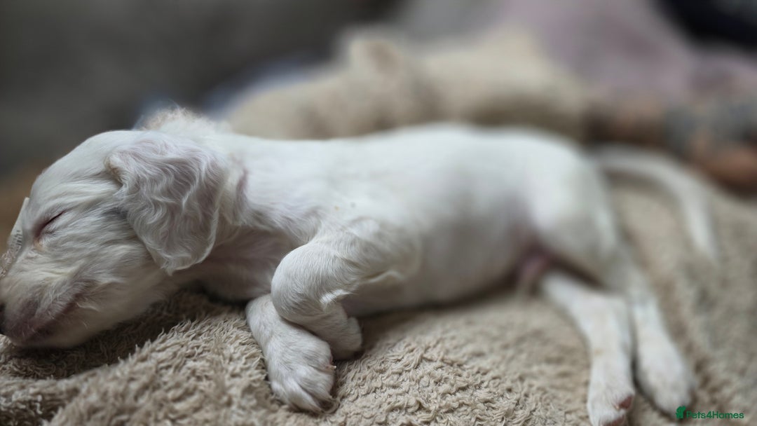 Cocker Spaniel dogs for sale: Rare colour puppies 🐶  - Image 10