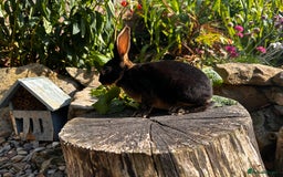 Rex rabbits for sale: Black and Tan Mini Rex  - Image 14