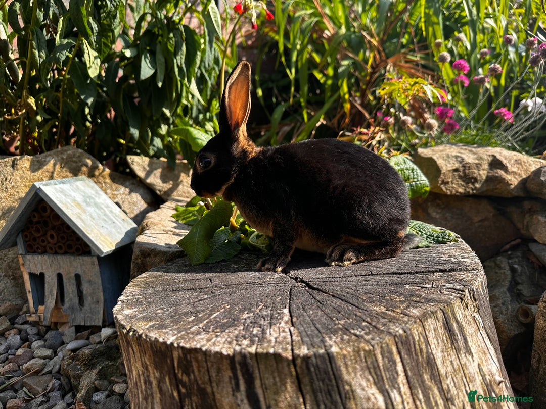 Rex rabbits for sale: Black and Tan Mini Rex  - Image 14