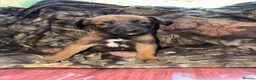 Belgian Shepherd Dog dogs for sale: Belgian malinos pups in Knottingley - Advert 2