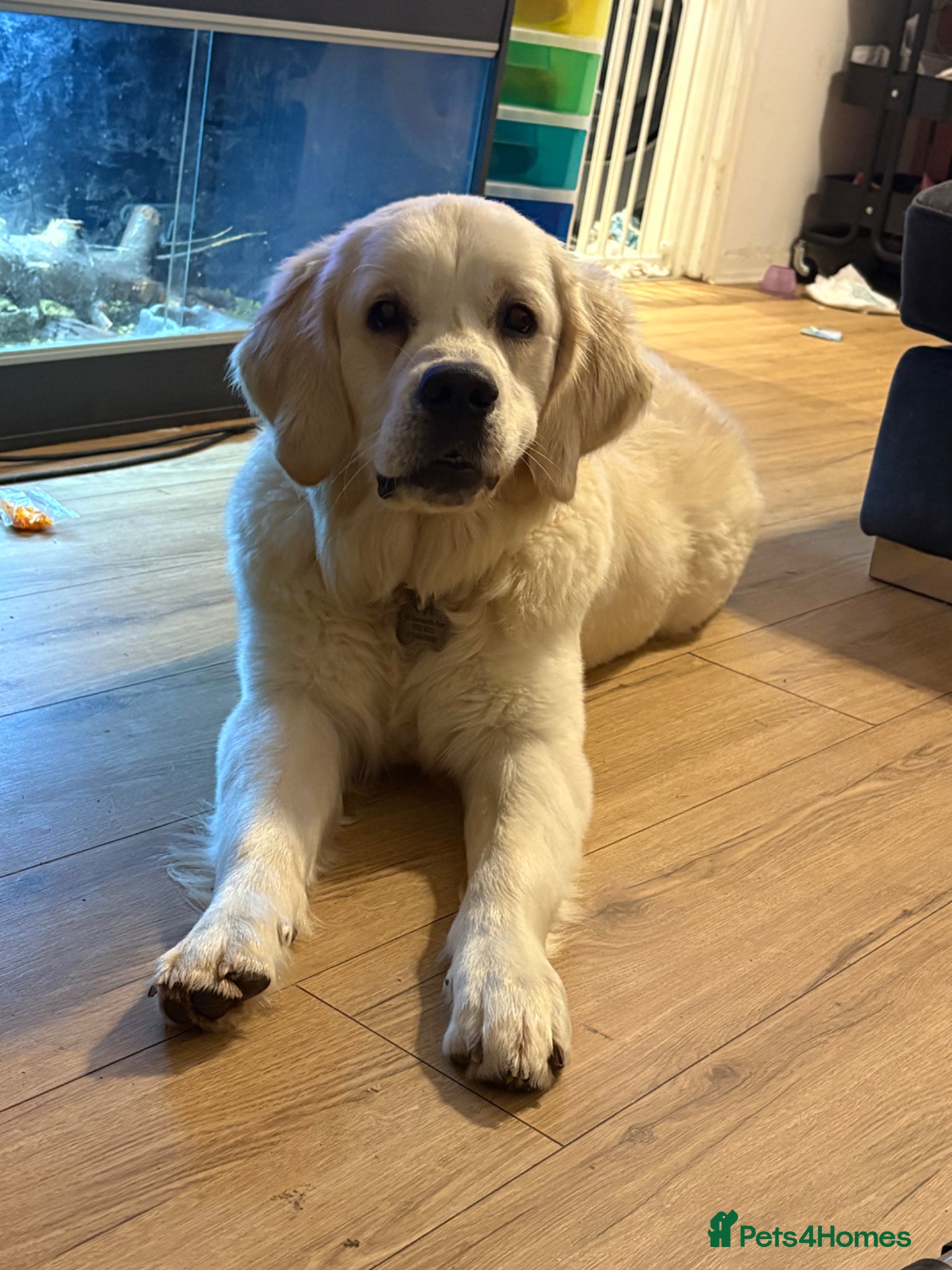 Golden Retriever dogs Bear the goldie - Advert 1