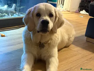 Golden Retriever dogs Bear the goldie - Advert 1