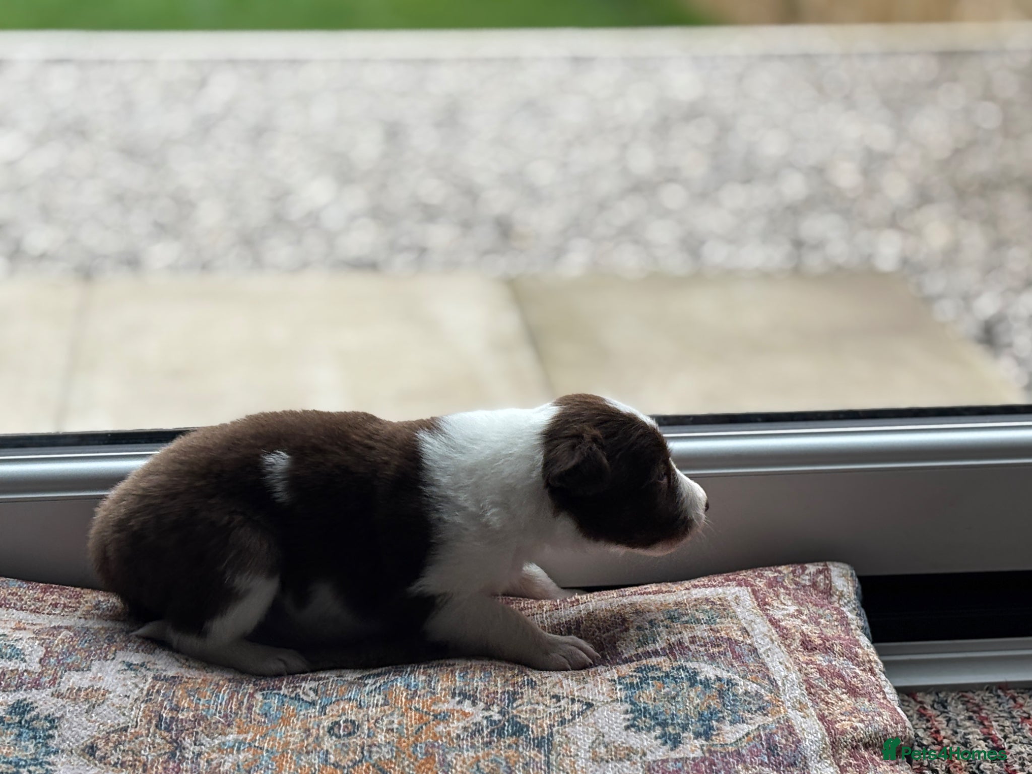 Border Collie dogs Exceptional Border collie pups  - Advert 4