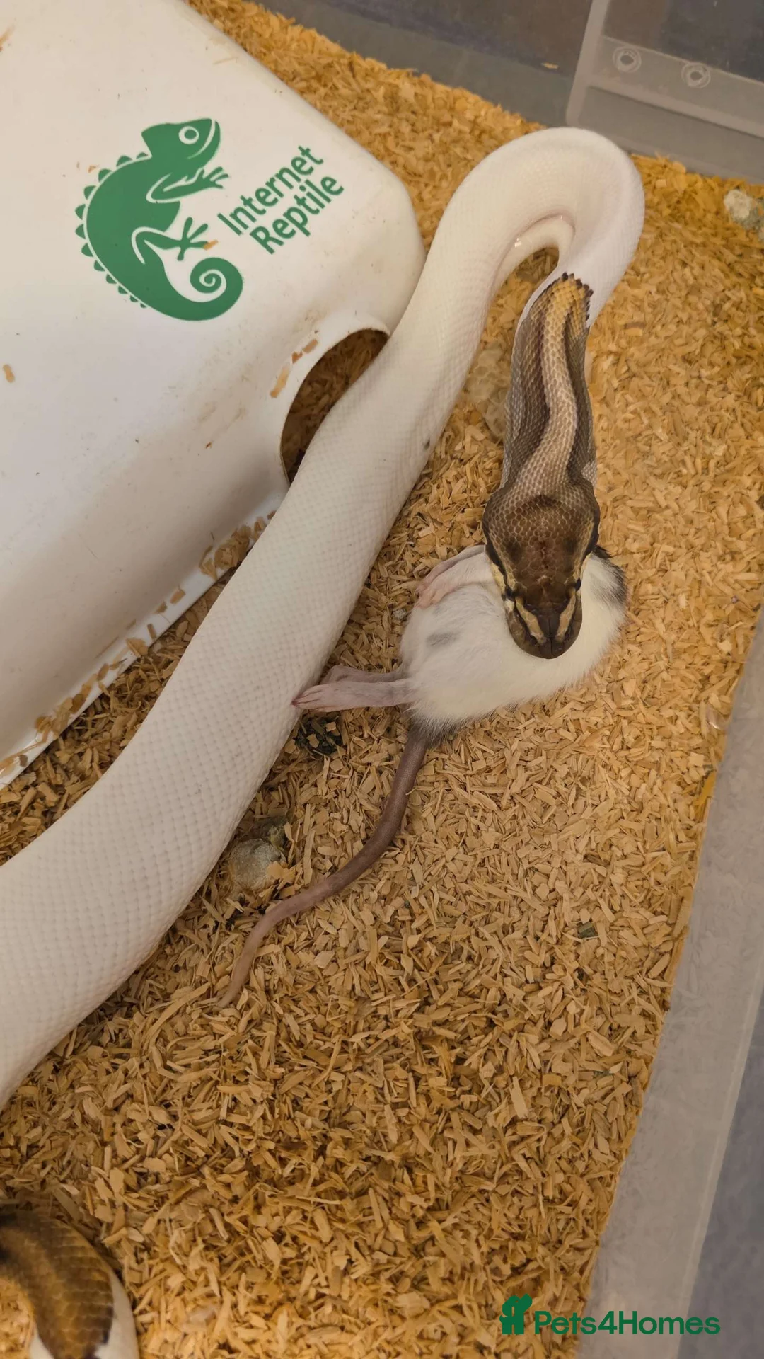 Python Snake reptiles for sale: Ball Pythons – Many Morphs – Free / Low Price - Advert 5