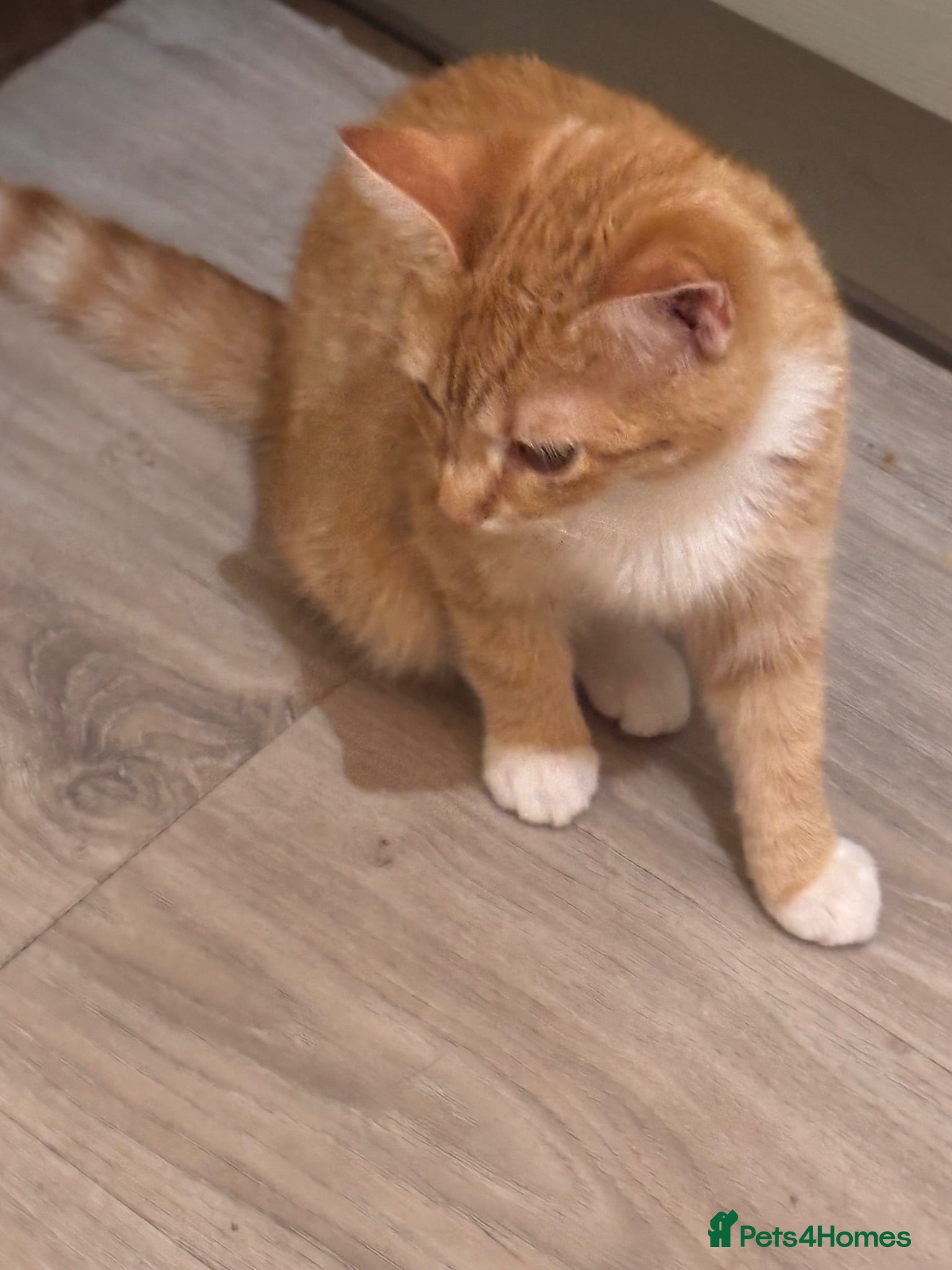Mixed Breed cats Ginger and white beauty  - Advert 2