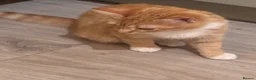 Mixed Breed cats for sale: Ginger and white beauty  - Advert 1