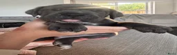 Cane Corso dogs for sale: 4 Pure Cane Corso Puppies Available Now  - Advert 13