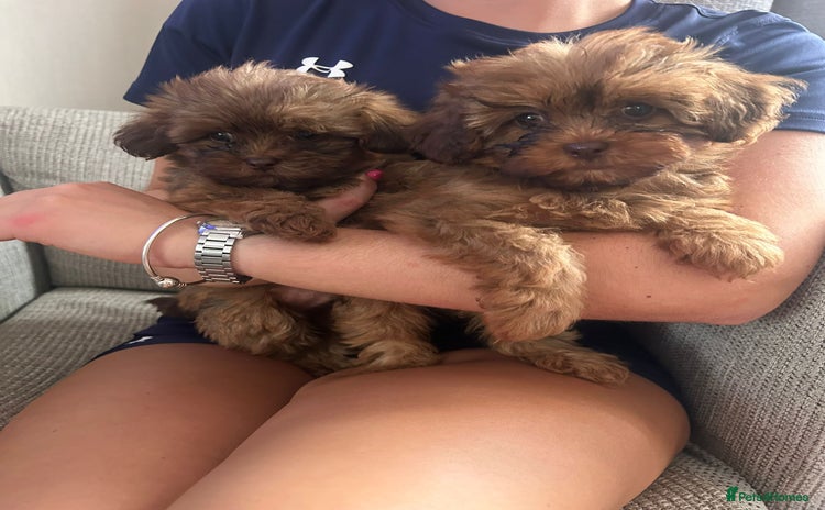 Shihpoo dogs - Advert 4