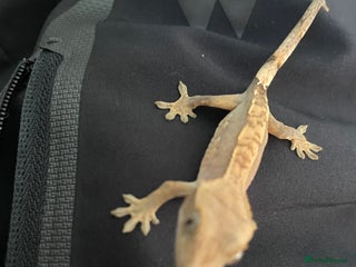 Gecko reptiles for sale: 1 Lily whiteNew baby geckos ready msg for new pics - Advert 2