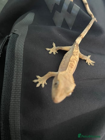 Gecko reptiles crested geckos baby&1xleopard gecko - Advert 10