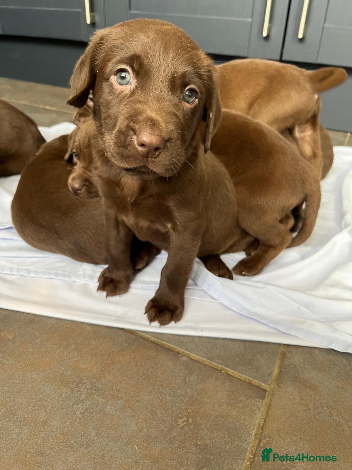 Labrador Retriever dogs for sale: Chocolate Labrador Puppies Boys only - Advert 10