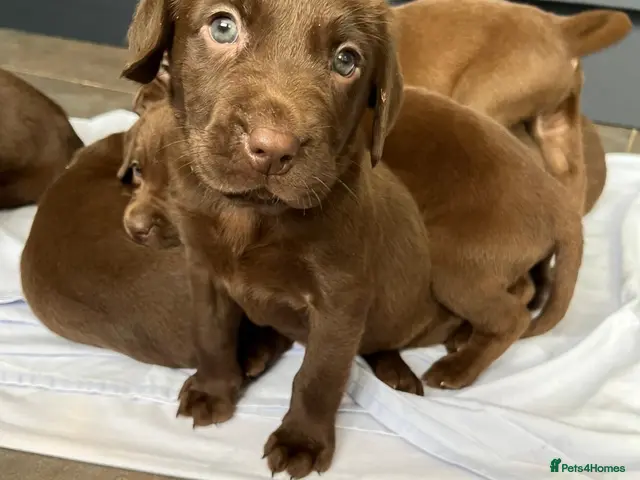 Labrador Retriever dogs for sale: Chocolate Labrador Puppies Boys only - Advert 10