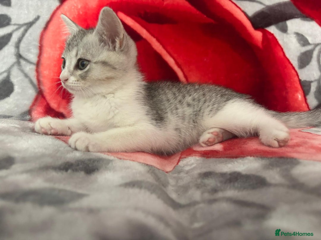 American Shorthair cats for sale: Gorgeous girl!!!🥰 - Image 3