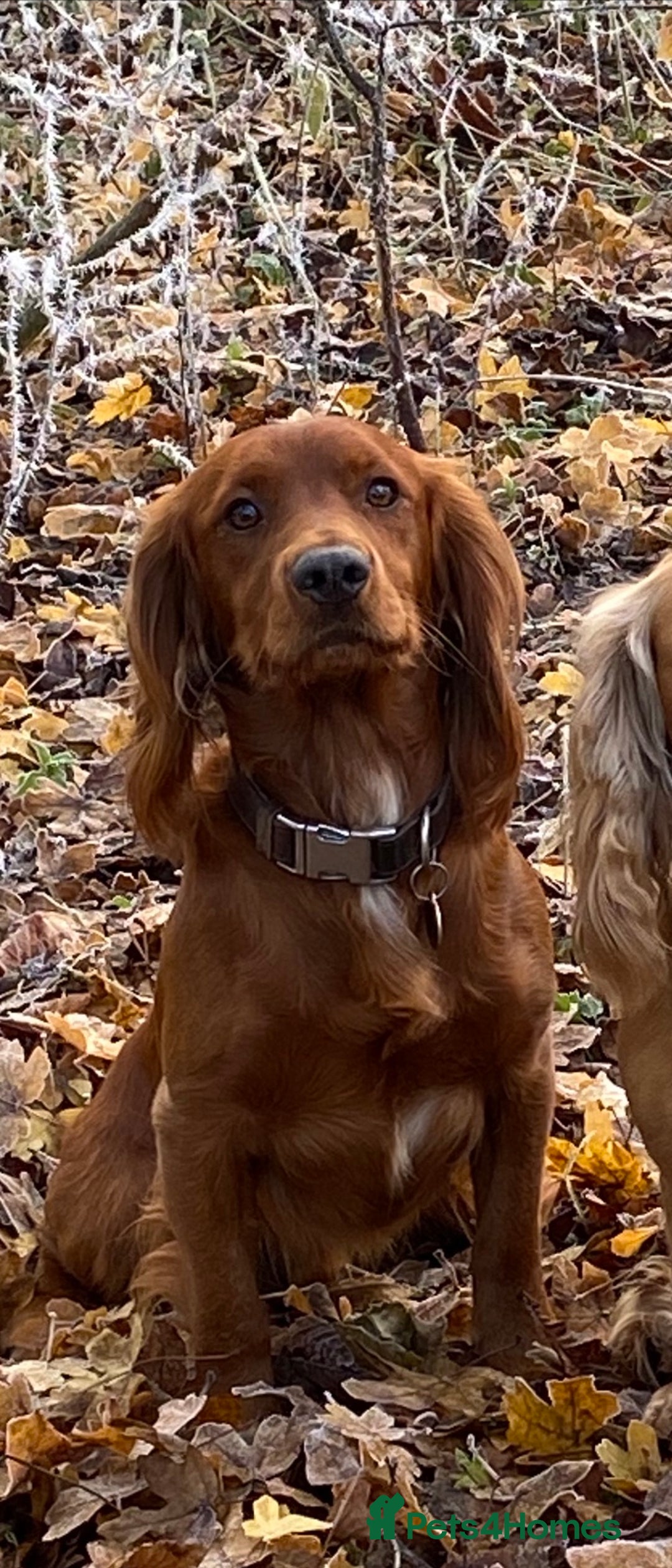 Cocker Spaniel dogs for stud: Fully health tested working Cocker Spaniel at Stud in Ipswich - Advert 3