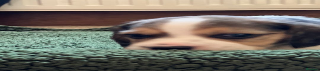 Beagle Puppy 2