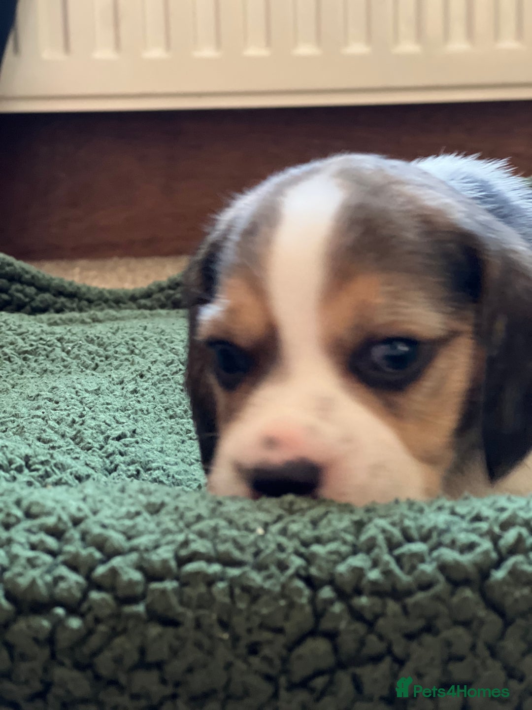 Beagle dogs for sale: Beautiful tri colour beagle puppies  - Image 3