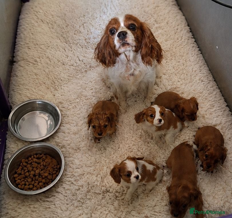 Cavalier King Charles Spaniel dogs KC Health tested Cavaliers  - Advert 1
