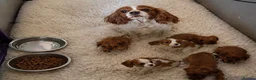Cavalier King Charles Spaniel dogs for sale: KC Health tested Cavaliers  - Advert 1