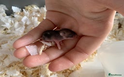 Hamster rodents for sale: Russian dwarfs  - Image 5