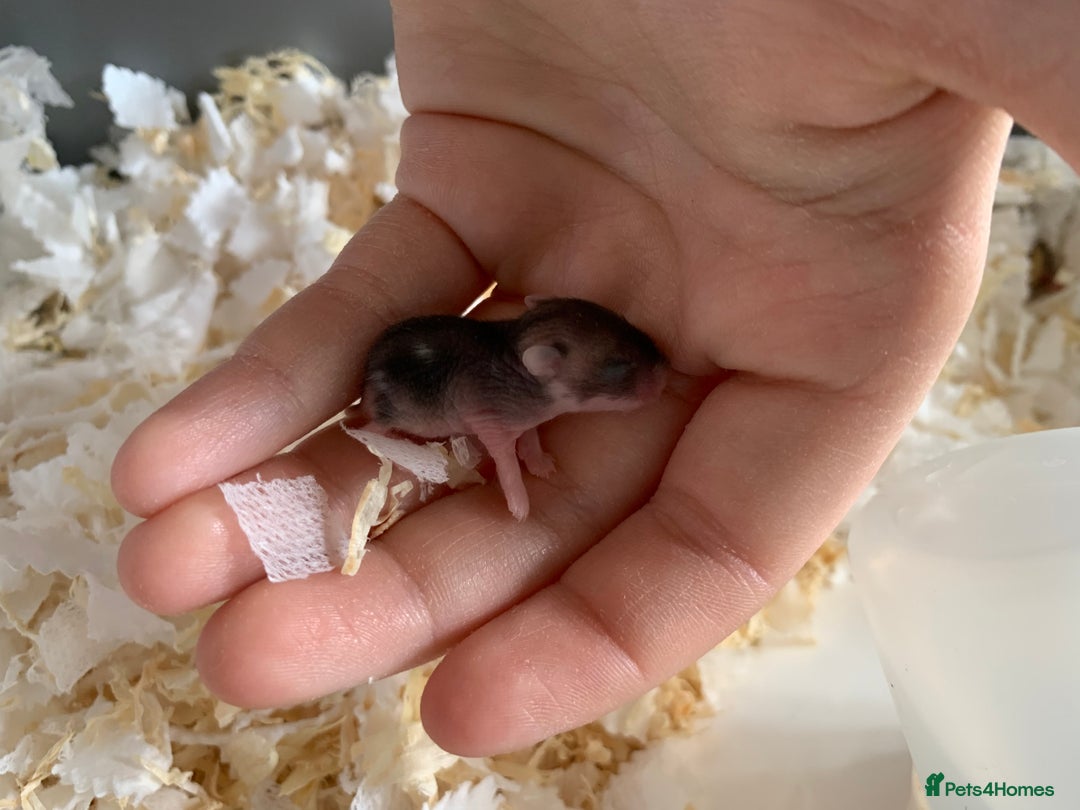Hamster rodents for sale: Russian dwarfs  - Image 5