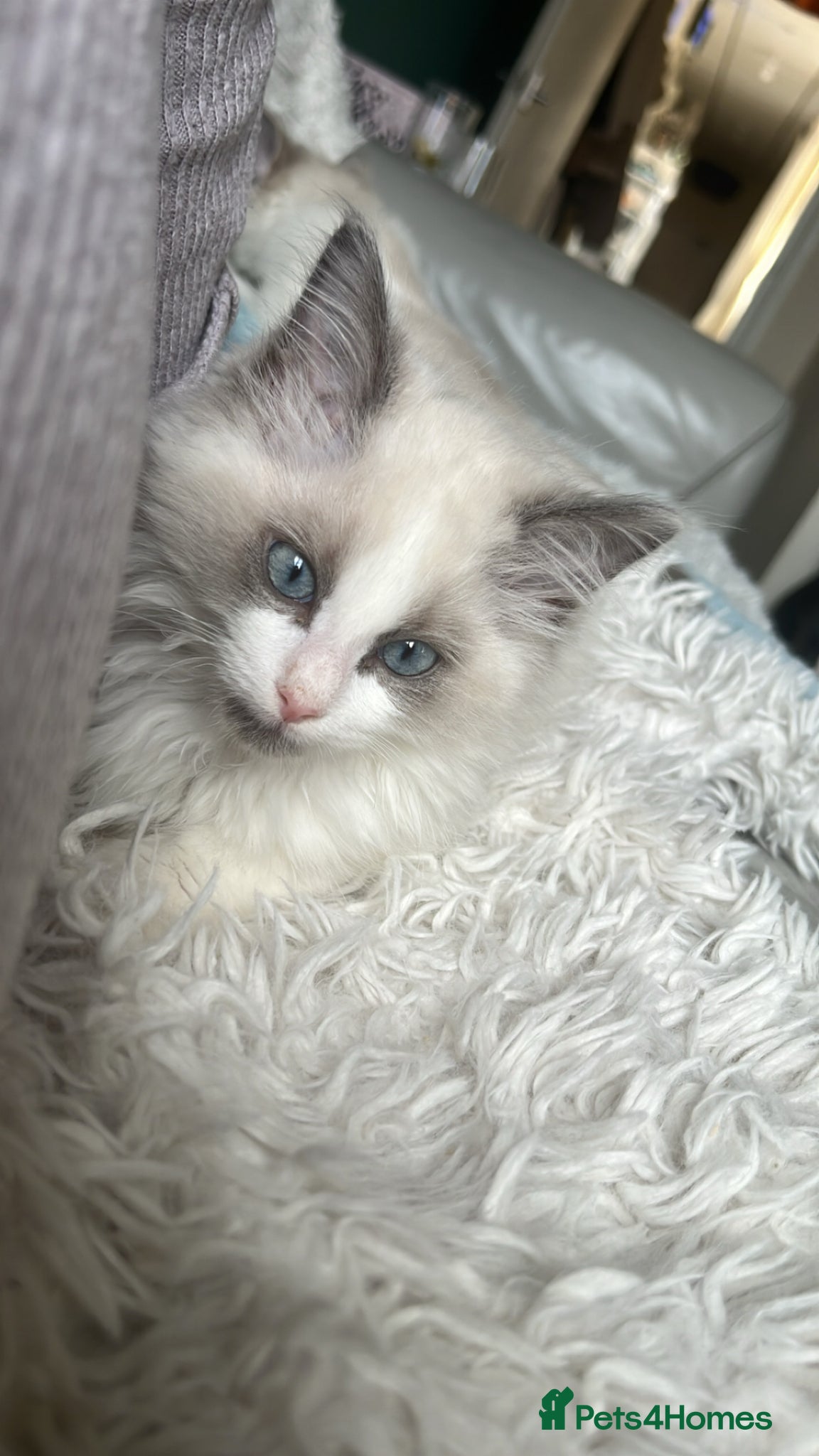 Ragdoll cats Male ragdoll kittens  - Advert 3