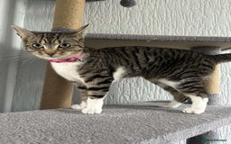 Mixed Breed cats for sale: Two Female Cats For Sale - Image 3