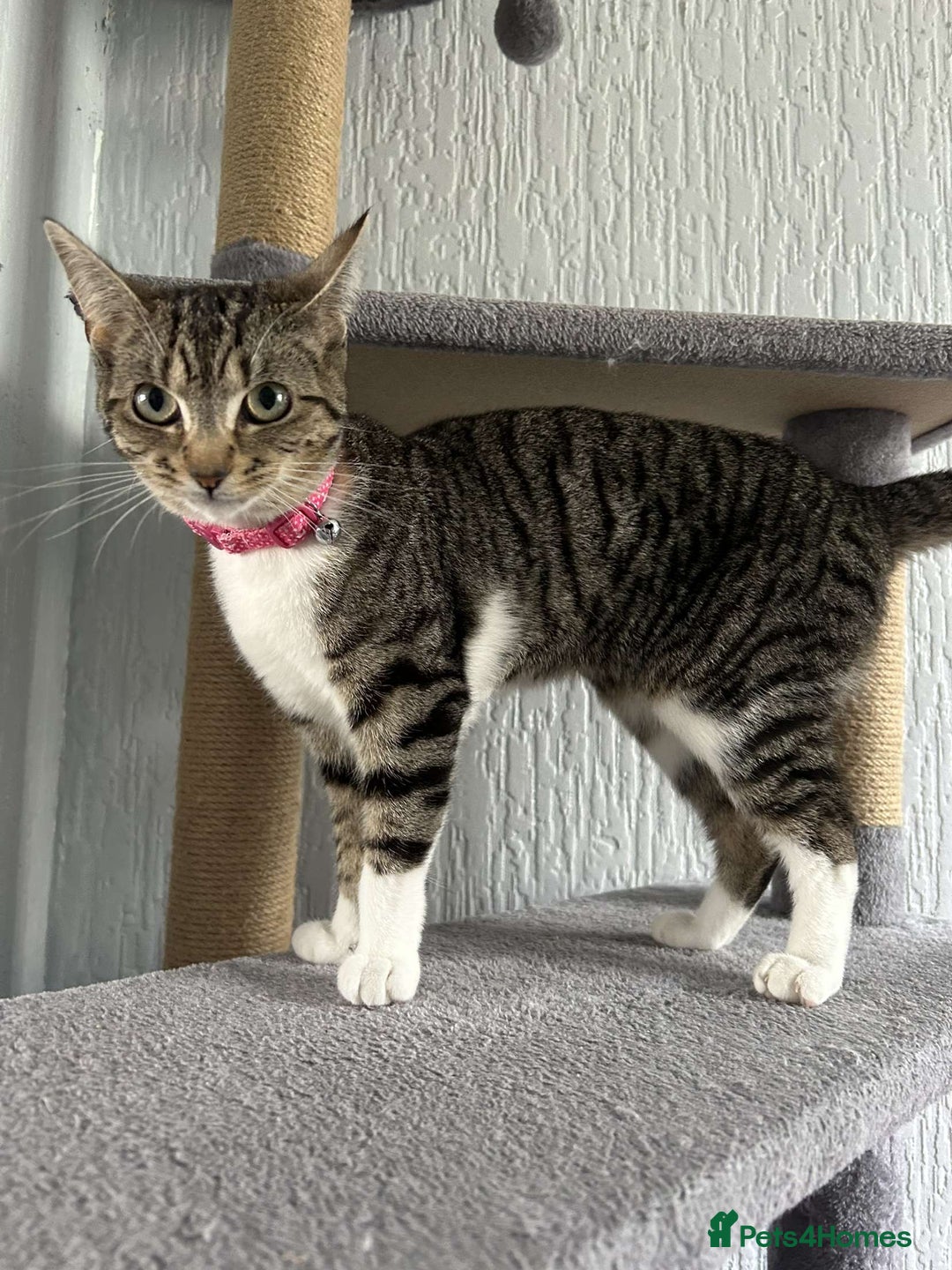 Mixed Breed cats for sale: Two Female Cats For Sale - Image 3