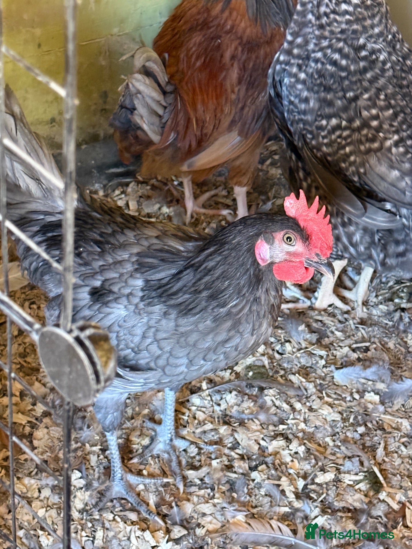 Mixed Breed poultry Two roosters  - Advert 3