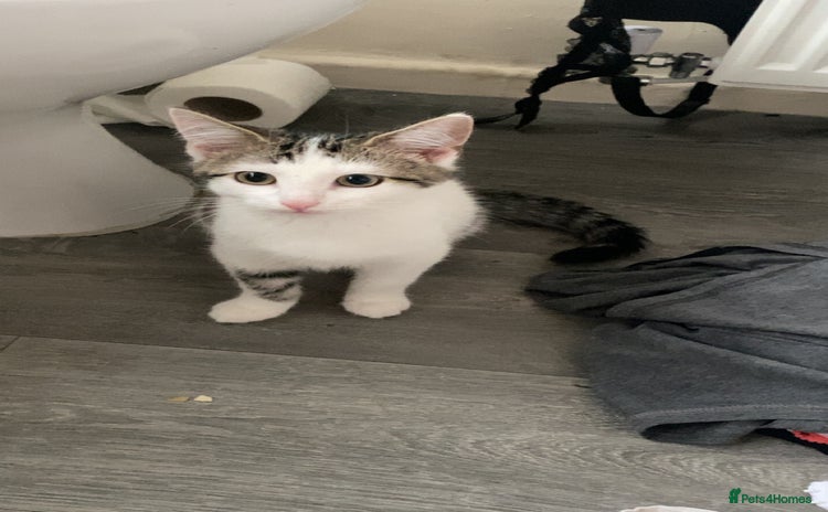 Domestic Shorthair cats - Advert 1