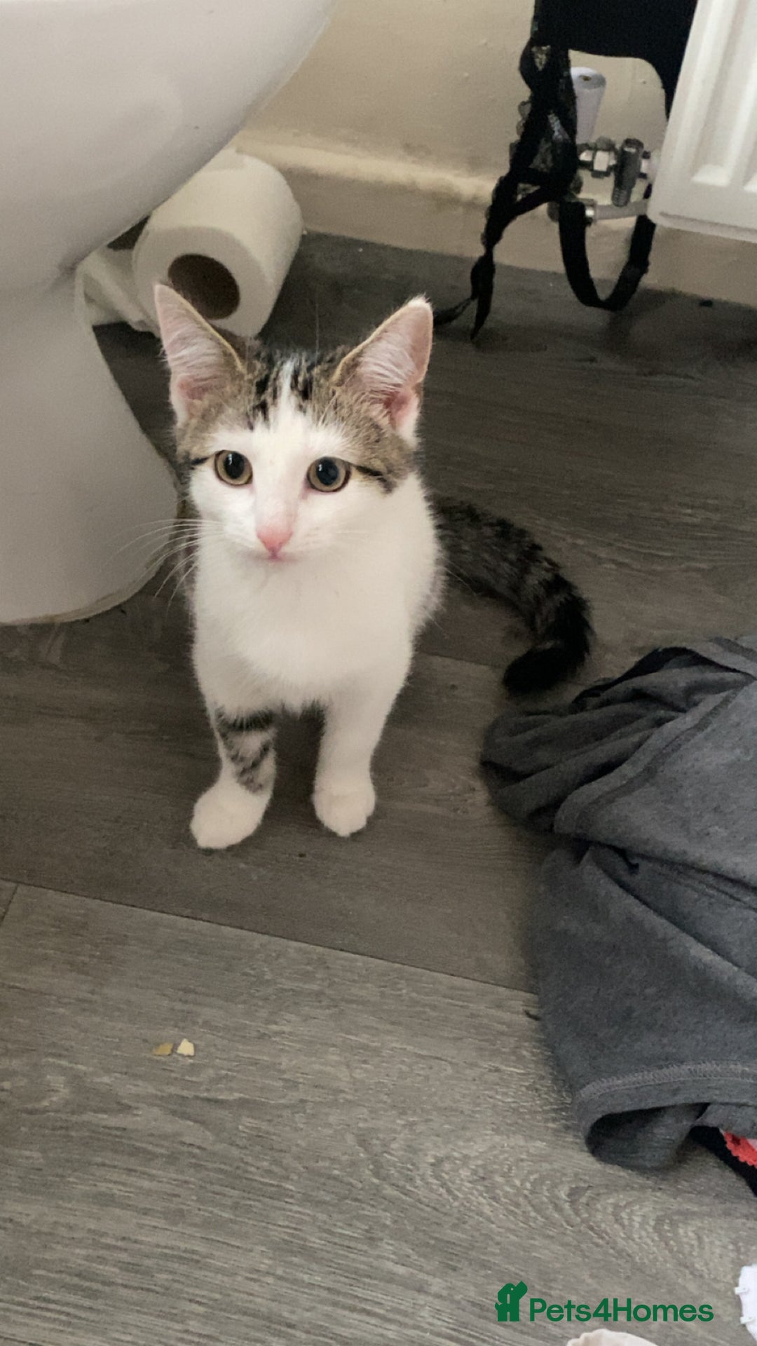 Domestic Shorthair cats for sale: Snowflake  - Image 1