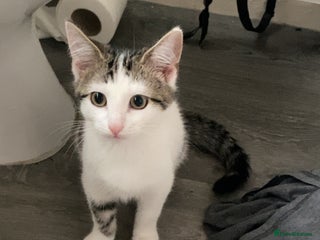 Domestic Shorthair cats - Advert 10