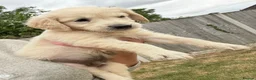 Golden Retriever dogs for sale: Stunning golden retrievers  - Advert 5