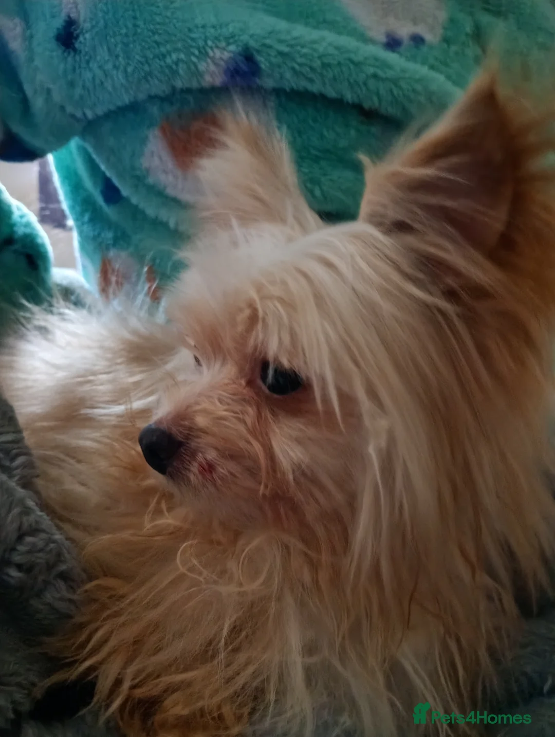 Chihuahua dogs for sale: Rehoming - Advert 4