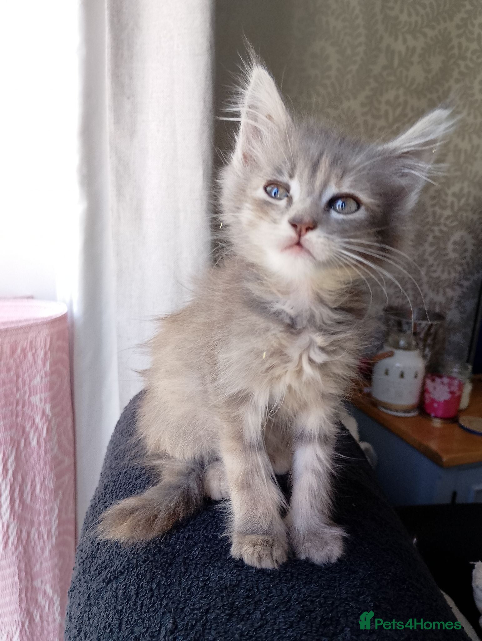 Maine Coon cats Maine Coon Cross Kittens - Advert 9