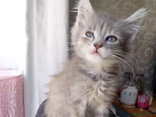 Maine Coon cats Maine Coon Cross Kittens - Advert 9