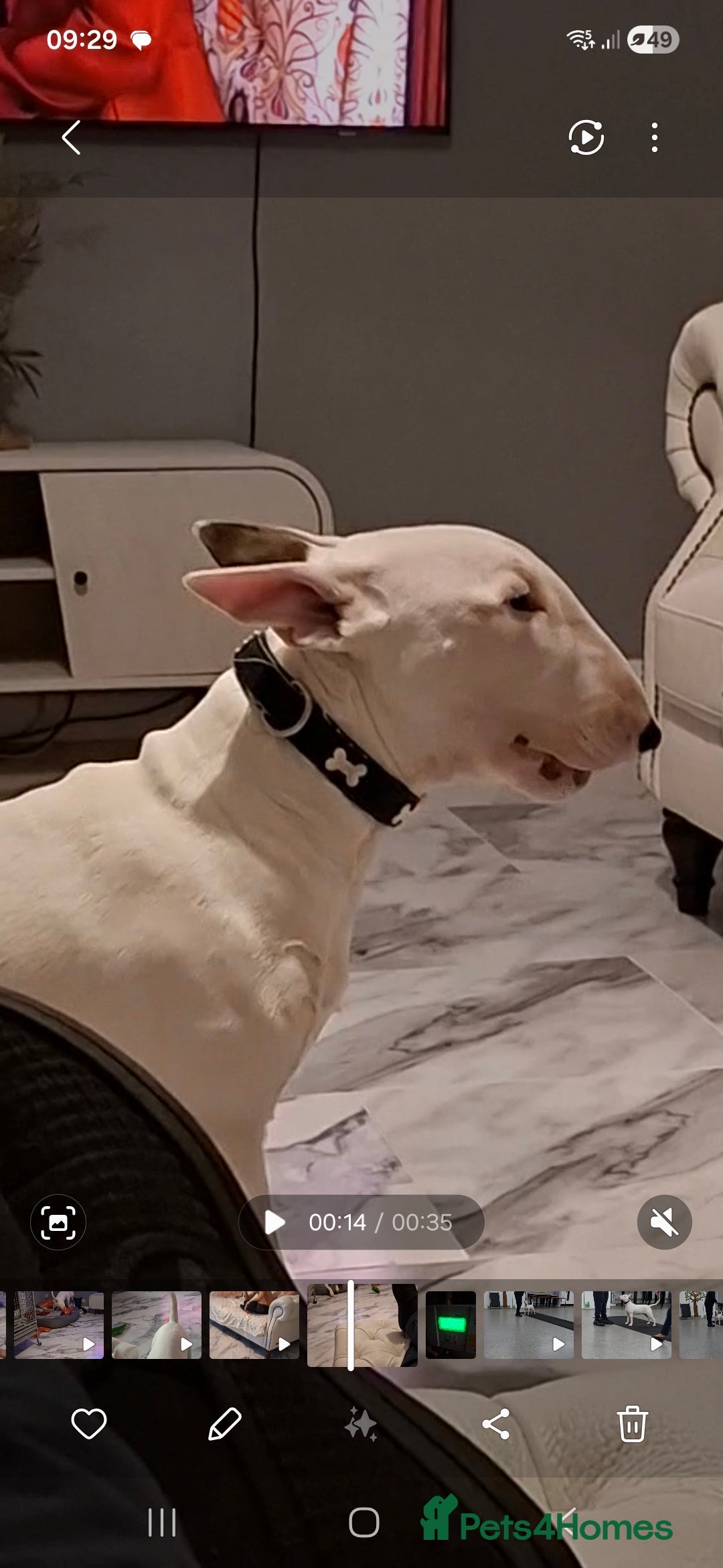 English Bull Terrier dogs for sale: 7 month old english bull terrier  - Advert 7