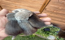 Ferret rodents for sale: Two hobs for sale. £40 each  - Image 3