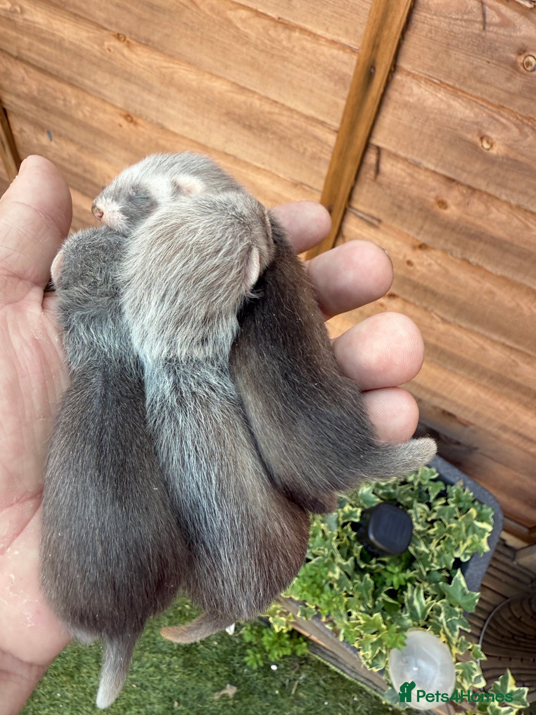Ferret rodents for sale: Two hobs for sale. £40 each  - Image 3